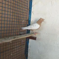 کفتر سینه|پرنده|شیراز, گلشن|دیوار
