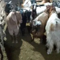 بز ماده|حیوانات مزرعه|گرمی, |دیوار