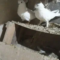 یه جفت کفتر نر و ماده