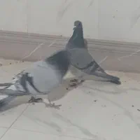 کیوتر دمگیر|پرنده|شاهین‌شهر, گزبرخوار|دیوار