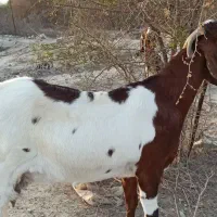بز چاق سنگین بالای25کیلوگوشت خالص نزار مخصوص قصابی|حیوانات مزرعه|رودان, |دیوار