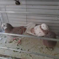 کفتر جفت دهنجور هما