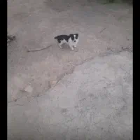 گمشده|حیوانات|زید آباد, |دیوار