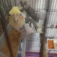 عروس هلندی نر و ماده با جوجه