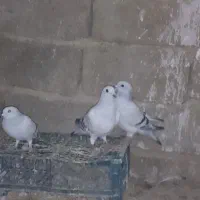 سلام سه کفتر دونر ویک.ماد 1500000|پرنده|کرباسک, |دیوار