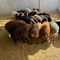 بره نر پای پرواری