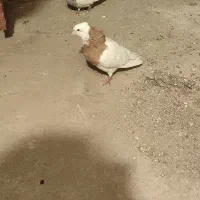 کبوتر گمشده