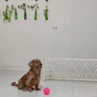 پانسیون نگهداری و آموزشی سگ|خدمات پیشه و مهارت|فردیس, شهرک ناز|دیوار