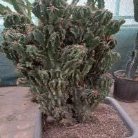 گل گیاه|گل و گیاه طبیعی|تهران, وردآورد|دیوار