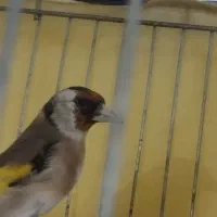 سهره متولد قفس معاوضه با قناری یا سهره قناری