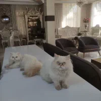 بچه گربه پرشین