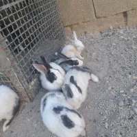 خرگوش خوب|موش و خرگوش|یاسوج, |دیوار