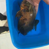 ماهی|ماهی|قم, انصار‌الحسین|دیوار