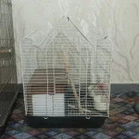 قفس  پرنده|لوازم جانبی حیوانات|نسیم‌شهر, |دیوار