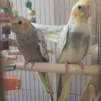 عروس هلندی ۴ تا