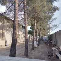 خرید چوب قطع درخت هرس درخت برش درخت|خدمات باغبانی و درختکاری|مشهد, رسالت|دیوار