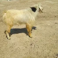 بزنر