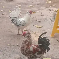 ۳عدد چهل پوپ۲خروس ومرغ تخم گزار گلین اصل|حیوانات مزرعه|پیر سلیمان, |دیوار