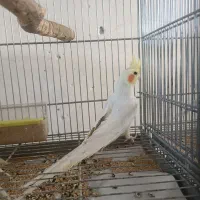 تعدادی عروس هلندی|پرنده|خمینیشهر, |دیوار