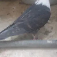 کبوتر|پرنده|زاهدان, |دیوار
