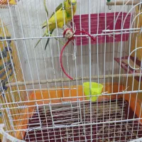 جفت مرغ عشق انگلیسی اصل|پرنده|جیرفت, |دیوار