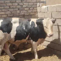 گوساله نر