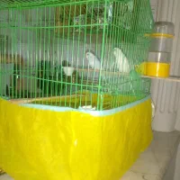 مرغ عشق با قفس