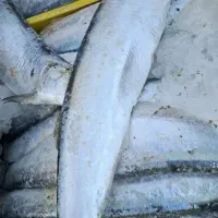 ماهی خارو درشت