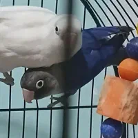 کوتوله برزیلی