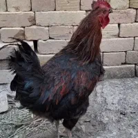 سه عدد خروس
