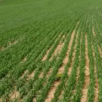 زمین کشاورزی دیم