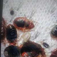 سمپاشی کنه ساس سوسک تضمینی