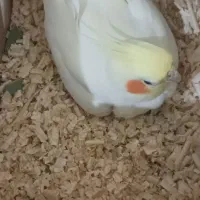 عروس هلندی ماده دستی  بالغ و مست|پرنده|پاکدشت, پاکدشت (مامازند)|دیوار