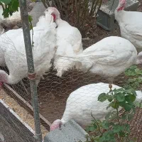 بوقلمون بیوتی