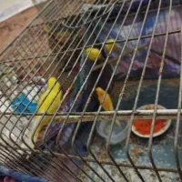 فروش قناری|پرنده|اصفهان, شیخ طوسی|دیوار