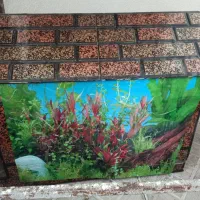 آکواریوم|ماهی|مرند, |دیوار