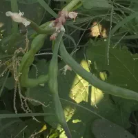 لوبیا سبز ارگانیک