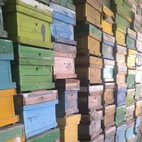 کندو و طبق زنبور عسل