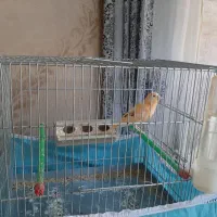 قناری ماده