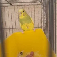 مرغ عشق مولد تضمینی صحیح وسالم