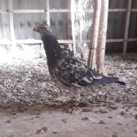 کبوتر
