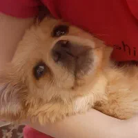 سگ کوچولو|سگ|اصفهان, شهرک امام خمینی|دیوار