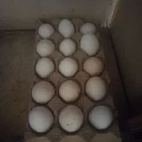 تخم مرغ گلین نطفه دار