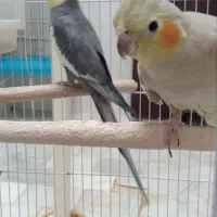 عروس هلندی مولد|پرنده|شازند, |دیوار