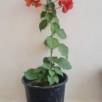 گل اپارتمانی|گل و گیاه طبیعی|مراغه, |دیوار