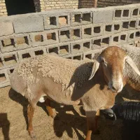 بره چینی چاق وقوچی بزومیش چاق خوسف|حیوانات مزرعه|خوسف, |دیوار