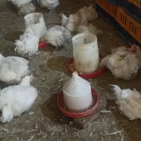 مرغ مادر|حیوانات مزرعه|زارچ, |دیوار