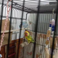 طوطی برزیلی|پرنده|سقز, |دیوار