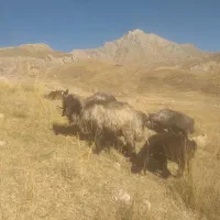 قوچ اصل ترکی روزگاری