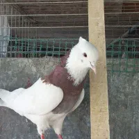 کبوتر پرشتی رنگی شهرستانی نقش